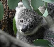 Un joven koala mira a través de las hojas de eucaliptus en un zoológico en Duisburg, Alemania, 28 de setiembre de 2018.
