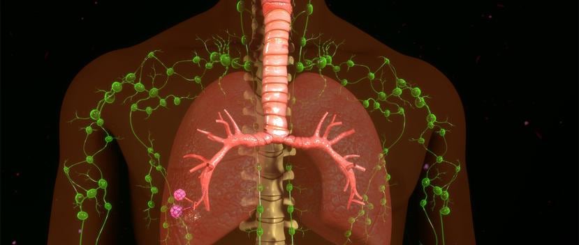 Los ganglios linfáticos son parte del sistema linfático, una red de órganos, ganglios, conductos y vasos que apoyan al sistema inmunitario del cuerpo. (Shutterstock)