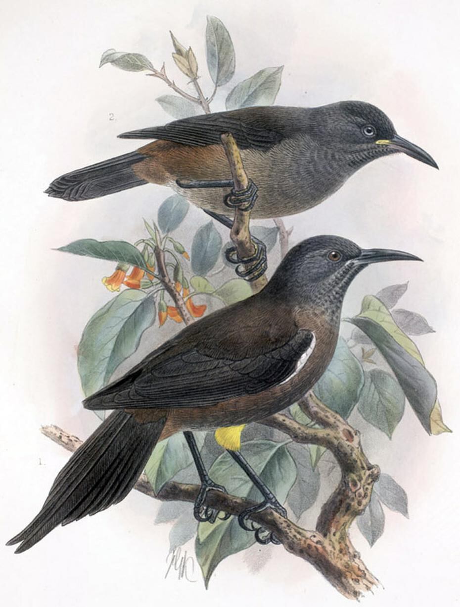 La población del ave Kauaʻi ʻōʻō comenzó a declinar al principio del siglo 20 al ser víctimas de las ratas de Polinesia, los cerdos y los mosquitos.