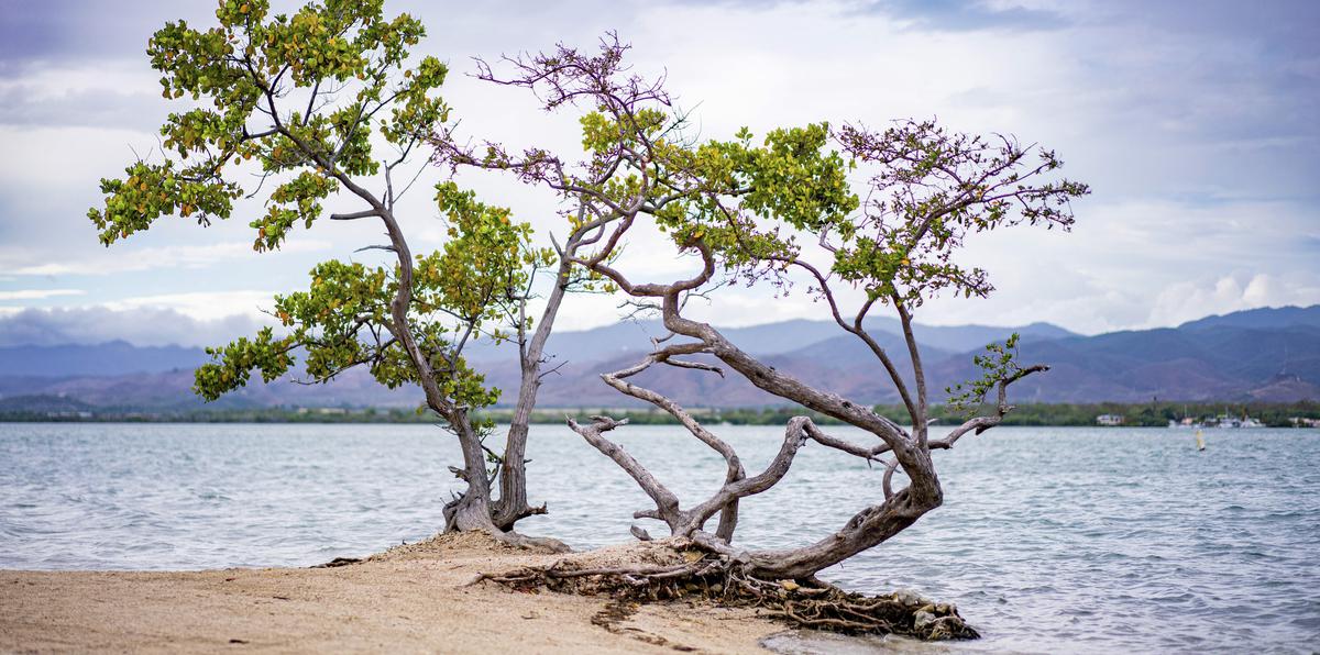 Los mangles, además, toleran altos niveles de salinidad (sal en el agua). La madera del mangle rojo no se pudre en el agua, por lo que indígenas lo utilizan para la fabricación de canoas.