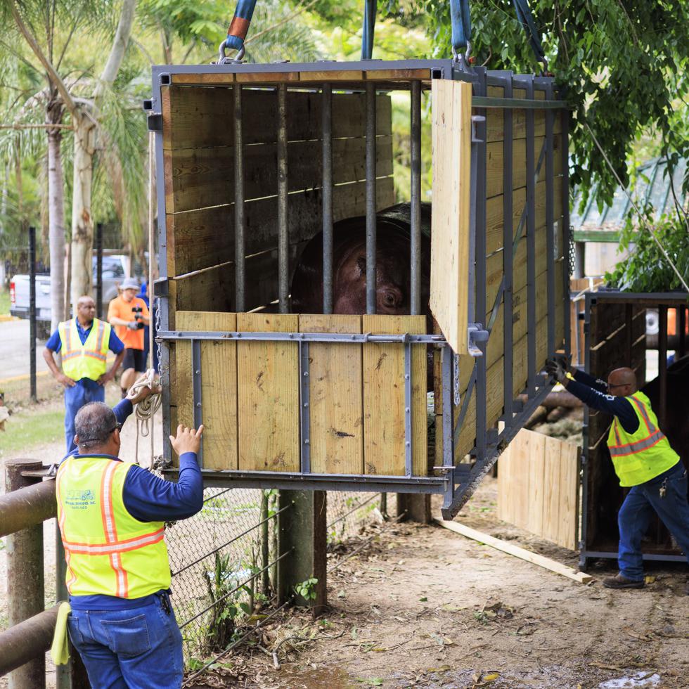 Mundi y otros animales fueron trasladados en mayo pasado del zoológico de Mayagüez.