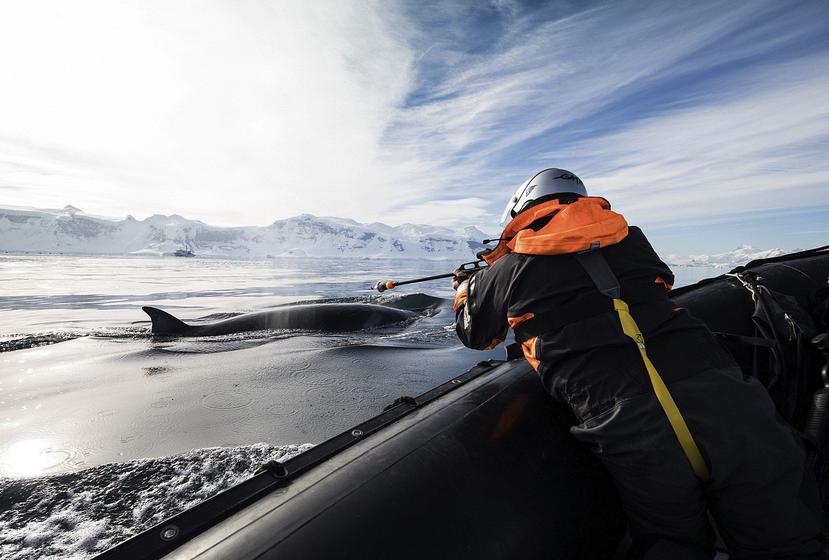 Un científico coloca una de las cámaras sobre el lomo de una ballena. (EFE)