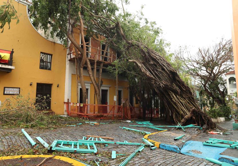 El huracán María tumbó este árbol en la caleta de San Juan en el casco antiguo haciendo intransitable la calle. (GFR Media)