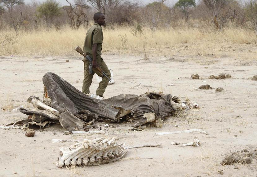 Los delincuentes mataron a 62 elefantes en octubre usando el mismo método. (AP)
