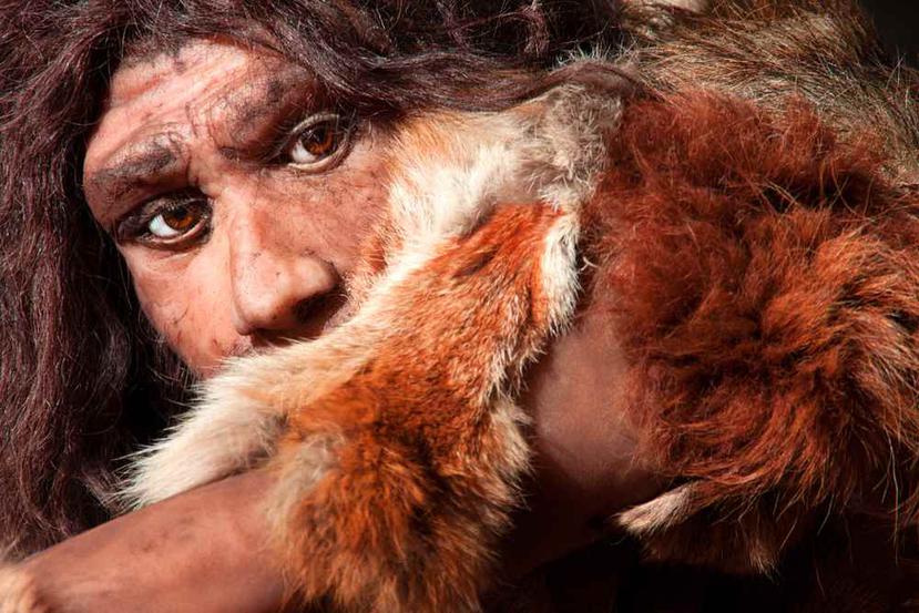 Imagen de un neandertal. (Archivo/Shutterstock)