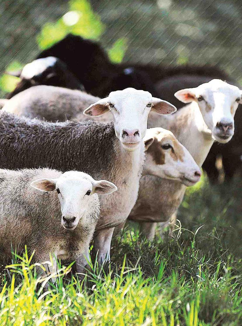 Entre los animales hurtados, figuran 17 ovejas. (Archivo/ GFR Media)