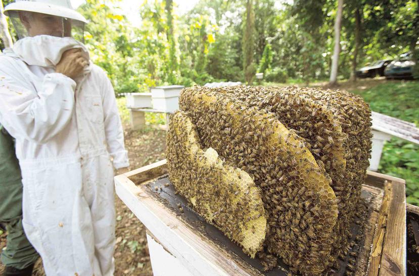 Las abejas, tanto las salvajes como las domésticas, son consideradas los insectos más efectivos en la polinización de los cultivos de todo el mundo.