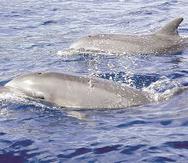 Delfines que sorprenden a bañistas en Fajardo