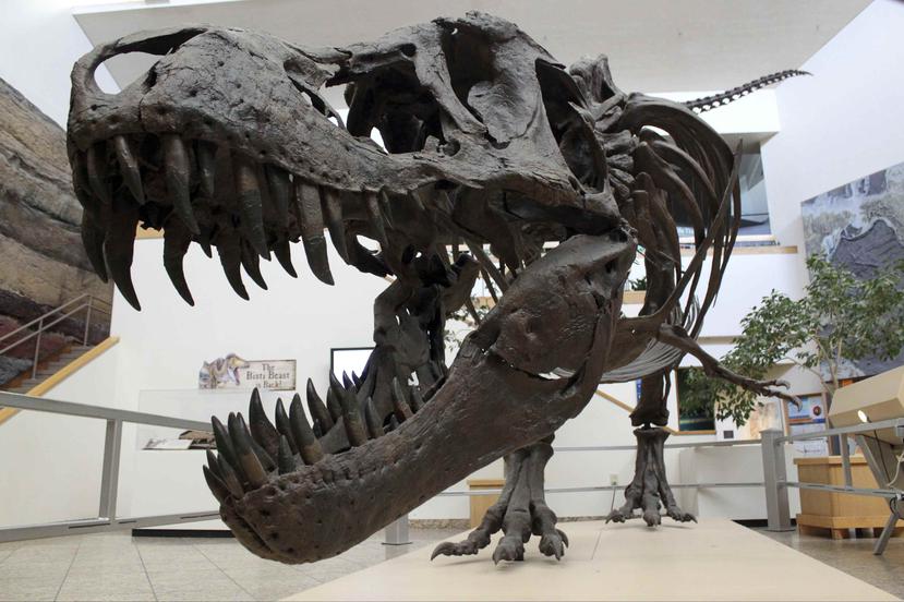 En la imagen, un modelo de un Tyrannosaurus rex exhibido en el Museo de Historia Natural y Ciencias de Nuevo México. (AP)