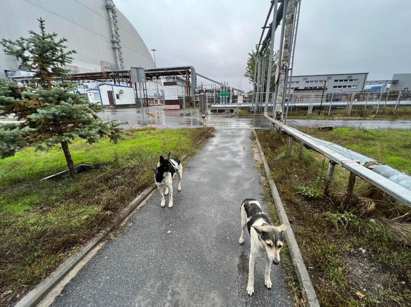 Perros de Chernóbil en el entorno de la Nueva Estructura de Confinamiento Segura, que se construyó para contener la radiactividad de la explosión del reactor cuatro. EFE/Clean Futures Fund+