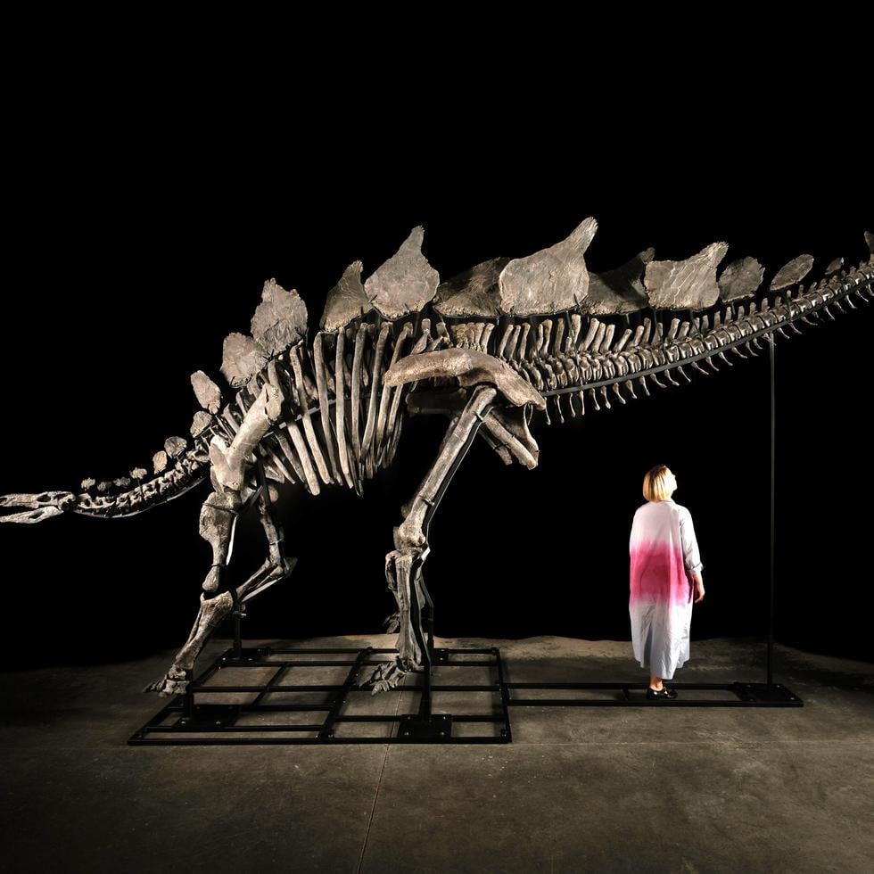 El ‘stegosaurus’ es un dinosaurio con el lomo arqueado y la columna coronada por unas espinas que van desde la cabeza hasta la cola.