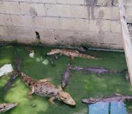 La imagen muestra parte de los 19 caimanes que la Policía encontró el pasado jueves durante un operativo en el barrio Cerro Gandía en Manatí.
