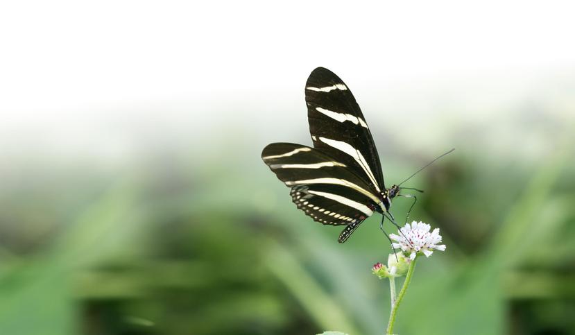 La mariposa cebra es una especie nativa de la isla. (Shutterstock)