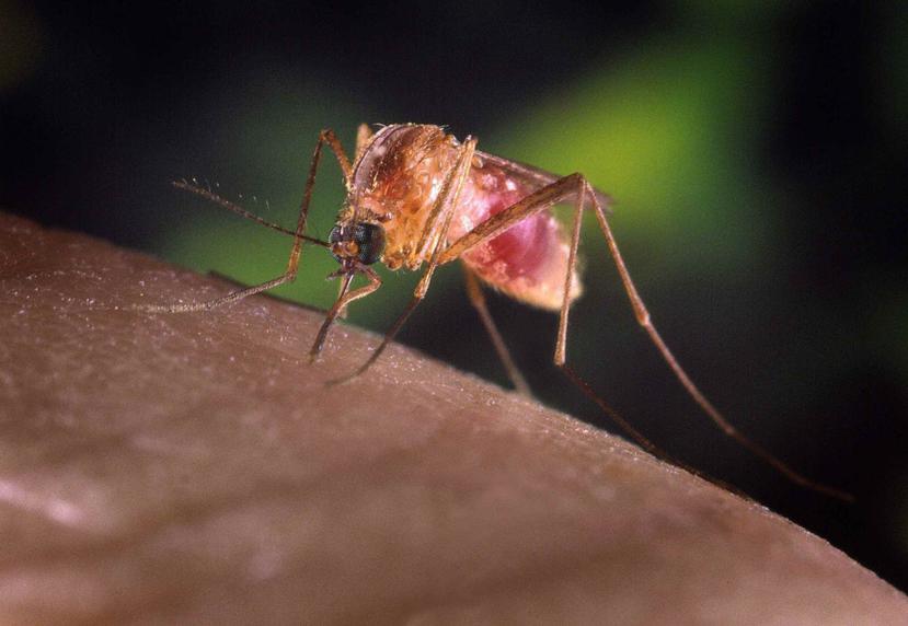 El mosquito transmite el virus del Nilo. (GFR Media)