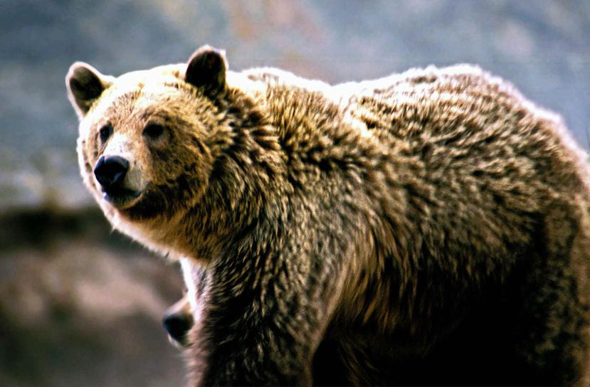 Con base en las marcas halladas en el lugar y otra evidencia, al parecer una grizzly hembra adulta y al menos un cachorro estuvieron involucrados.