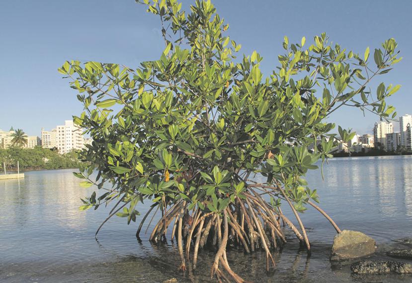 La presencia de sustancias con beneficios a la salud en las raíces del mangle rojo se debe, principalmente, a la evolución de la especie. (Archivo / GFR Media)