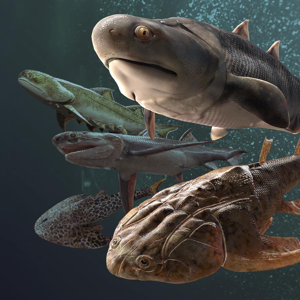 Esta ilustración, provista por Heming Zhang, muestra algunos de los peces fósiles, de hace más de 400 millones de años, hallados en el sur de China.