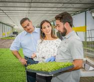Desde la izquierda: Alfredo del Valle, director de Exportación de  Heineken; Jolliam Berríos, gerente de Mercadeo  de Licores & Cervezas de Méndez & Co; y Gabriel Mejía, dueño de TrueLeaf Farms. (Suministrada)