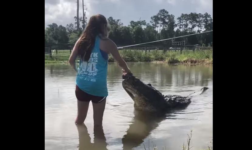 La joven se metió al agua para darle de comer al cocodrilo. (Captura del vídeo / ViralHog)