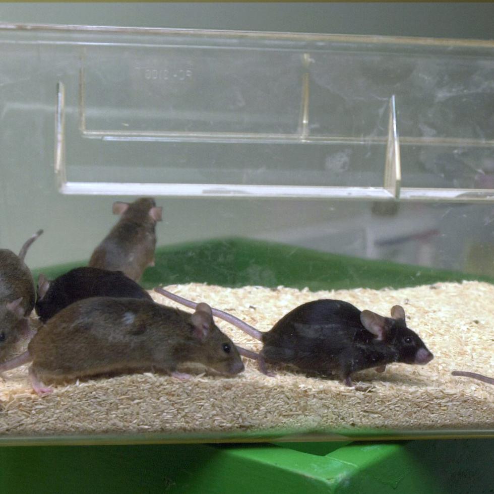 En la foto de archivo, fase de un experimento realizado con ratas de laboratorio.