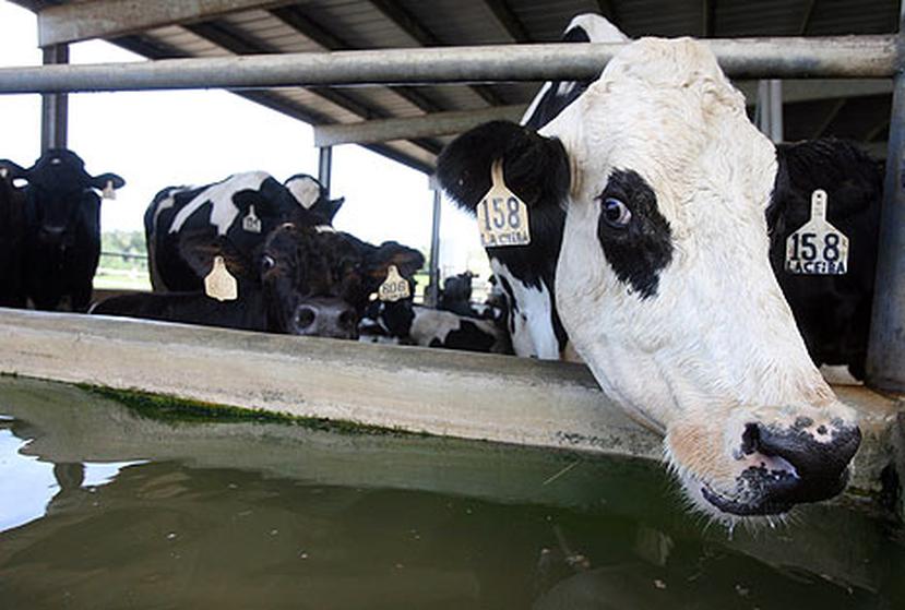 La Agencia de Estándares Alimentarios del Reino Unido investigará la supuesta venta al público en este país de leche ordeñada de vacas procedentes de animales clonados. (Archivo)