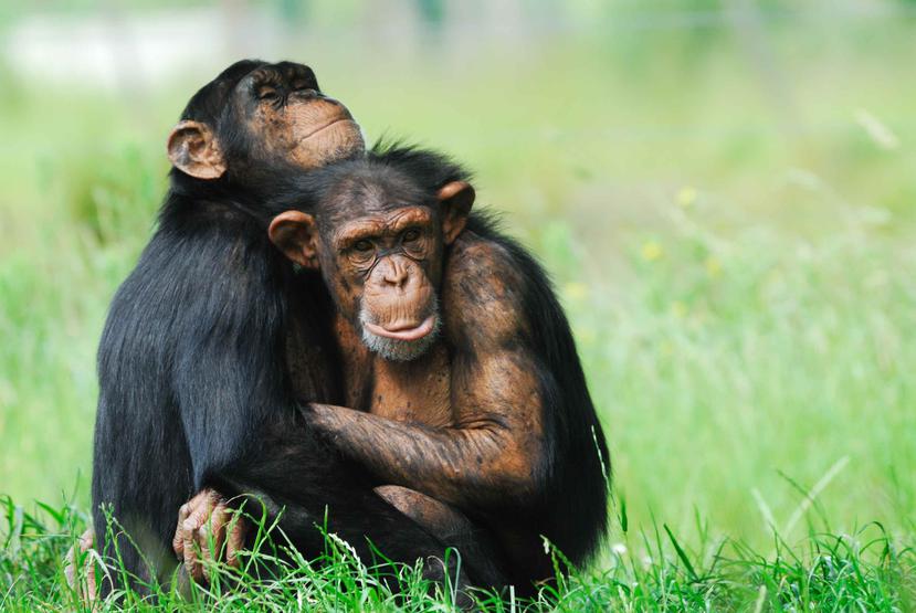 Los científicos hallaron diferencias en la tasa, probabilidad y tipos de transferencia de herramientas durante la recolección de termitas entre ambas poblaciones de chimpancés. (AP)
