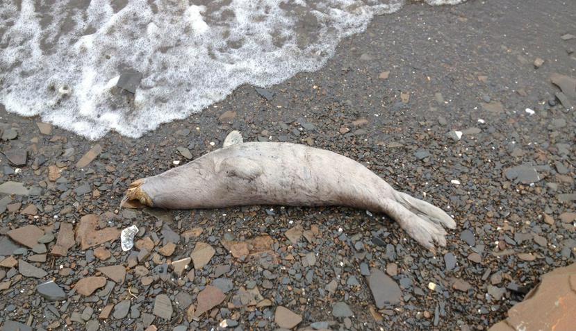 Los cuerpos encontrados pertenecen a las especies de focas barbudas, manchadas y oceladas. (NOAA)