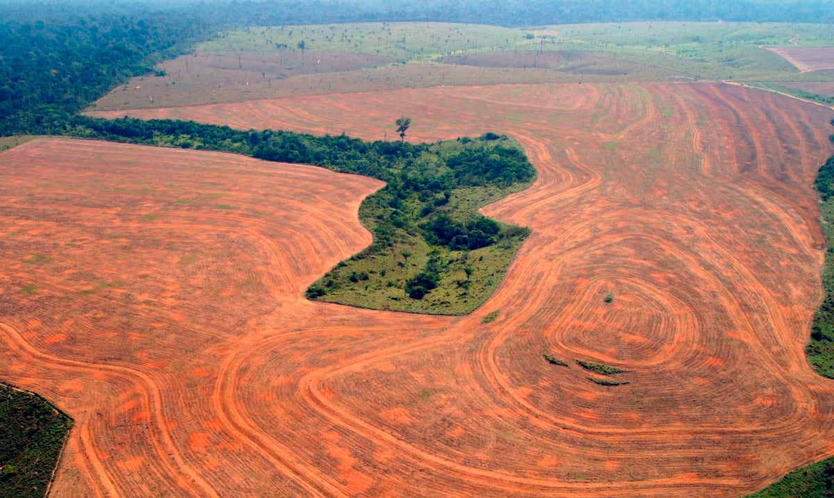 Until the end of the COP 26 summit, the Brazilian government hid information about the deforestation of the Amazon.