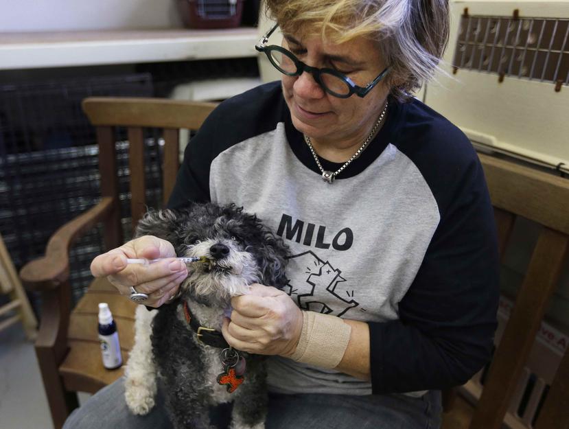 Lynne Tingle le administra a su perro una medicina con extracto de cannabis. (AP)