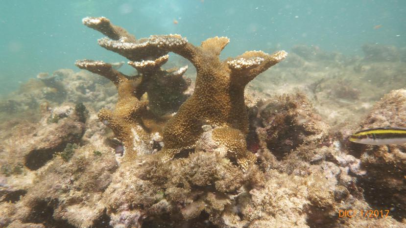 La organización Protectores de Cuencas encabezará la campaña para proteger  los corales. (GFR Media)