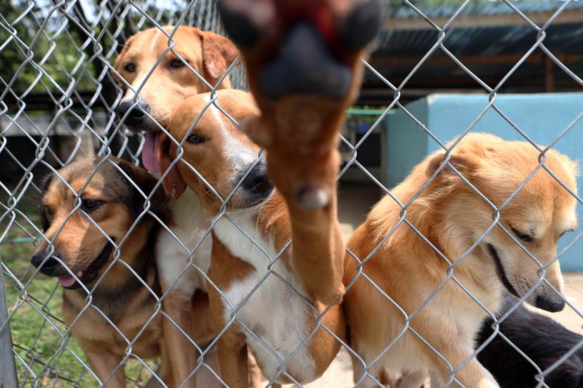 De aprobarse la medida, estará prohibido la compra, venta, comercialización y reproducción de mascotas. También será obligatoria la esterilización de todos los perros y gatos en Puerto Rico.