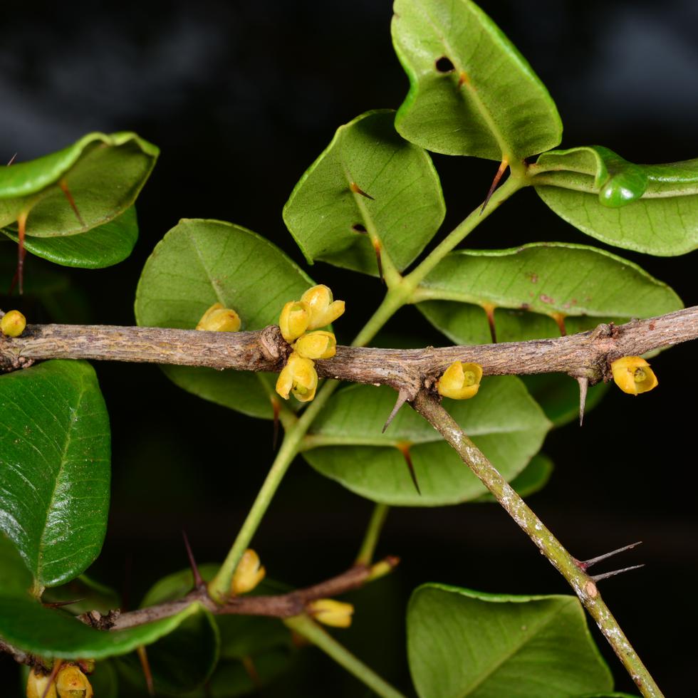 La especie Zanthoxylum thomasianum es una particular planta espinosa, que crece como un arbusto o pequeño árbol. (Omar Monsegur Rivera)