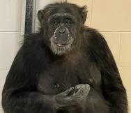 Mara, la chimpancé de más de 34 años de edad, se encuentra "activa y curiosa" en un santuario del Zoológico de Indianápolis.