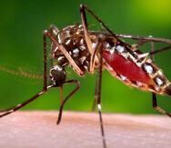 Los expertos instan a tomar medidas de prevención para evitar la propagación de mosquitos y otros vectores. (Shutterstock.com)