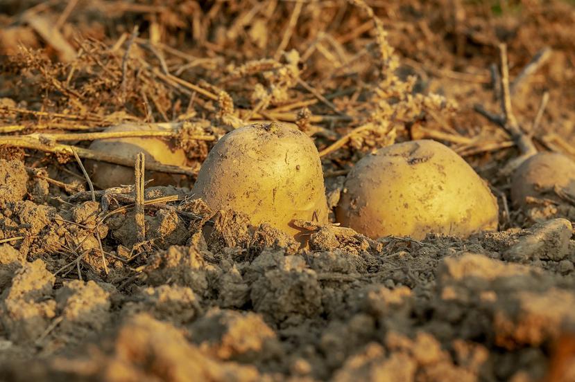 El tubérculo es el tercer cultivo más consumido en el mundo. (Pixabay)