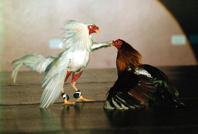 La medida que fue aprobada ayer por la Cámara de Representantes federal declara ilegal la industria de las peleas de gallos. (GFR Media)