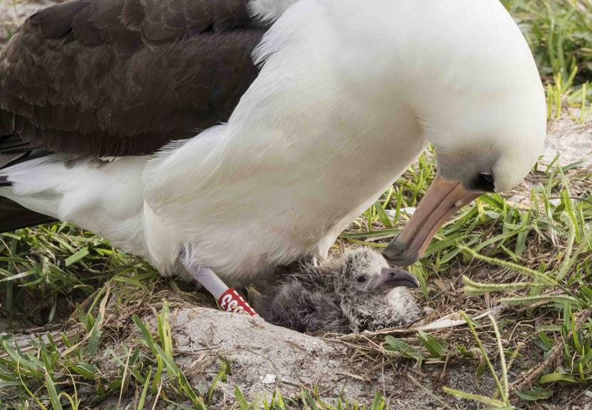 El atolón Midway es casa de la colonia de albatros más grande del mundo. (AP)