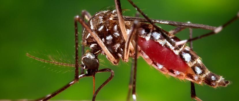 Debido a que las personas pasan más tiempo realizando tareas de limpieza tras el paso de un huracán o una inundación, corren un mayor riesgo de sufrir picaduras de mosquitos. (Shutterstock)