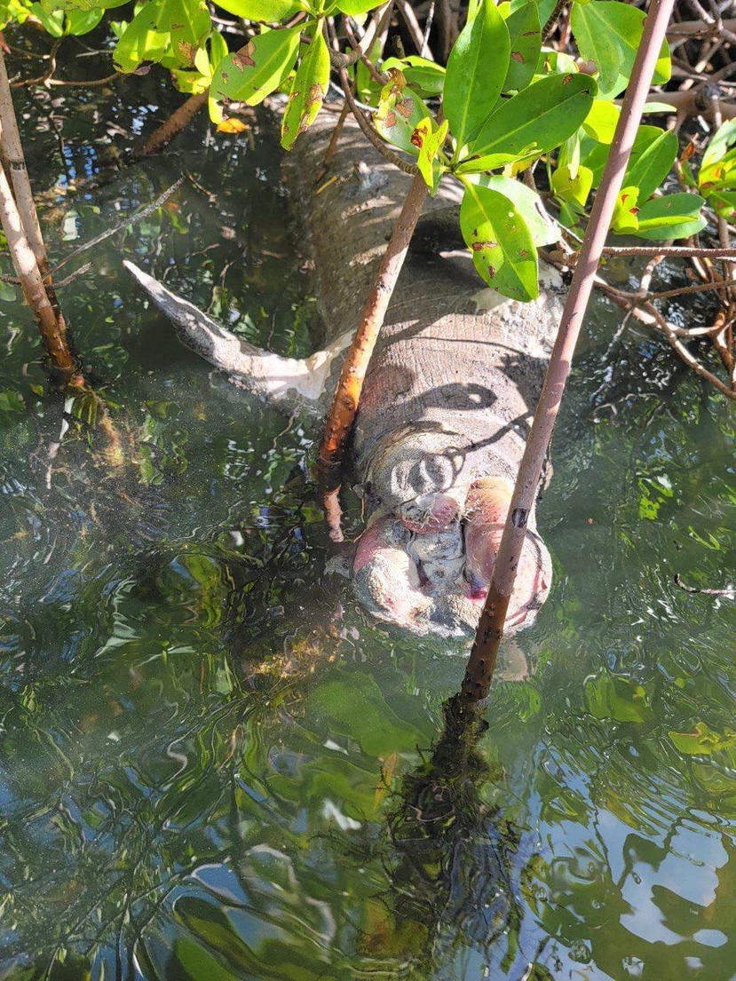 Hallazgo de manatí muerto en la Reserva Nacional de Investigación Estuarina de Bahía de Jobos.