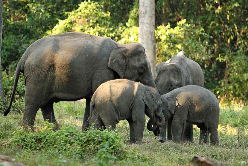 El colectivo exige que los elefantes sean puestos en libertad en un hábitat protegido. (Archivo)