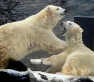 Los osos polares son altamente vulnerables al cambio climático debido a su dependencia de las condiciones de hielo para adquirir su alimento. (EFE)