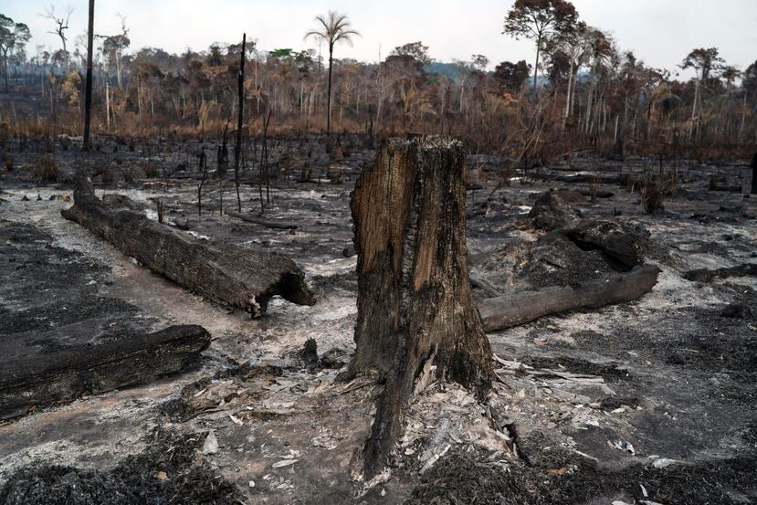 “La destrucción del pulmón del planeta, por la obsesión desarrollista de Bolsonaro, podría poner en riesgo nuestra sobrevivencia como especie”, escribe Edgardo Rodríguez Juliá. (AP / Leo Correa)