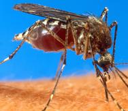 El vector de los virus mayaro, oropuche, encefalitis equina del Nilo occidental, encefalitis equina venezolana, dengue, zika, chikungunya y fiebre amarilla es el mosquito Aedes aegypti. (Archivo / GFR Media)