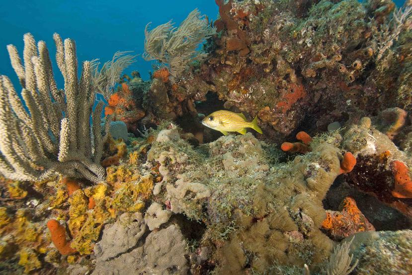 El índice de mortalidad supera el 80 % en algunos arrecifes. (Shutterstock)