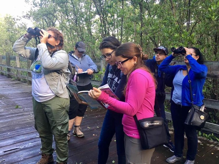 El grupo de voluntarios en el Bosque Estatal de Piñones observó que, similar a otros años, la familia de playeros dominó como especie migratoria. (Suministrada)