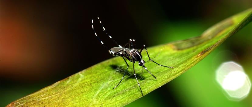 El riesgo de transmisión de enfermedades por estos mosquitos es un problema grave. (Shutterstock)