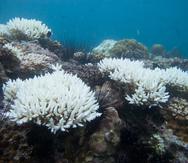 Imagen de corales blanqueados.