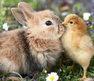 Al regalar conejos, pollitos o patitos en Pascua puedes exponer a los niños a enfermedades zoonóticas.