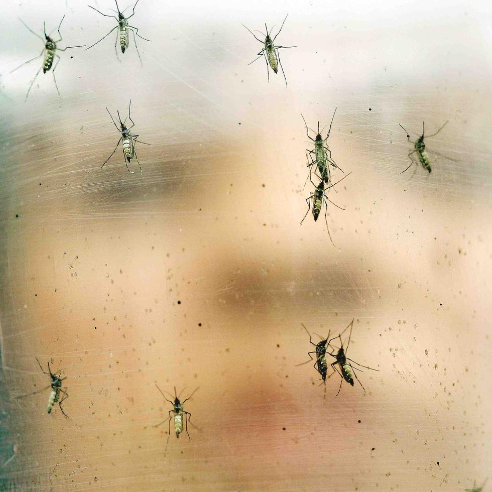 El mosquito se cría en cualquier envase o recipiente donde se acumule agua, ya sea por las personas o por la lluvia.