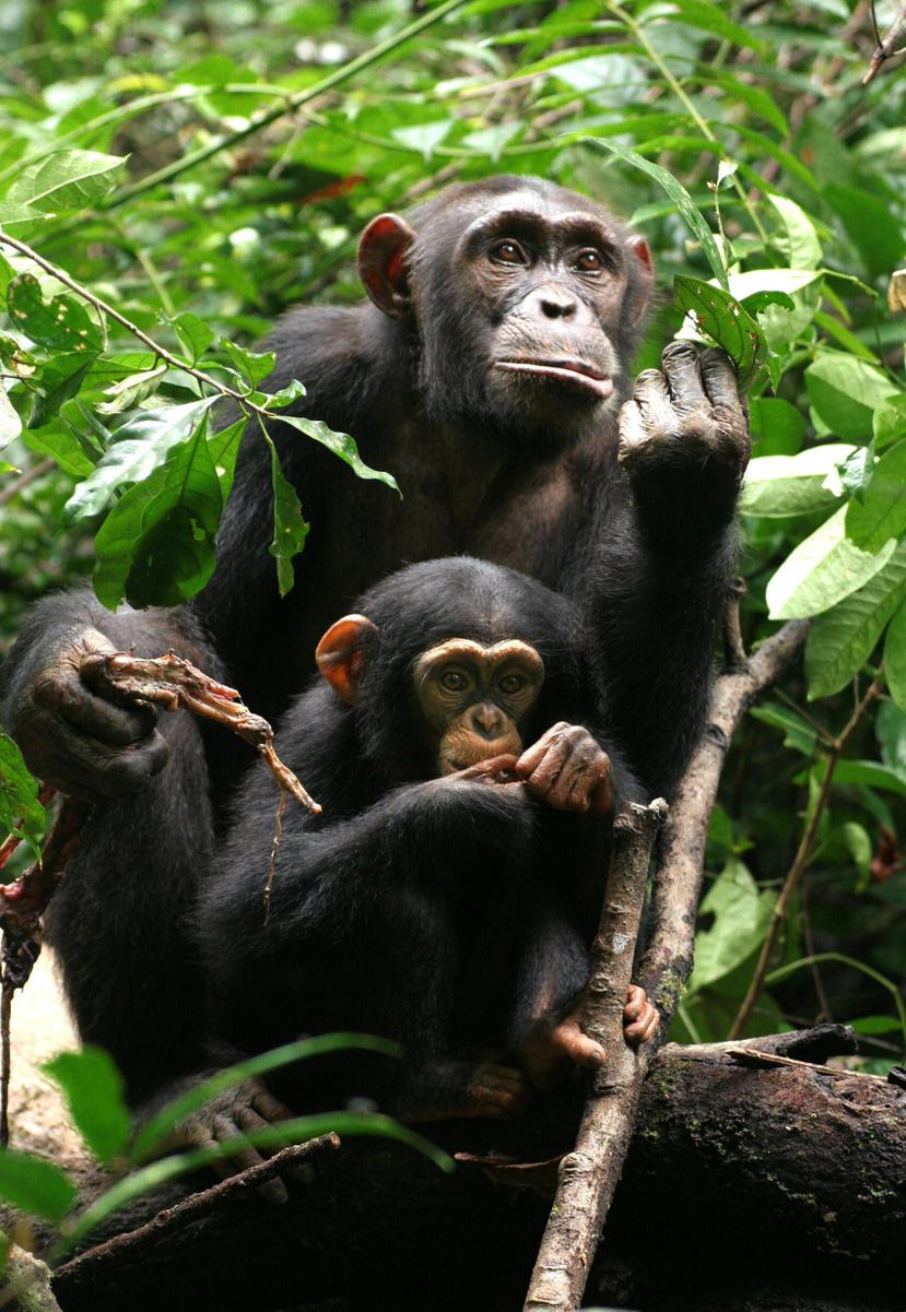 La población de chimpancés se ha reducido en los últimos 60 años.